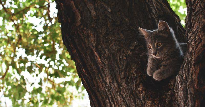 Pexels/Artem Makarov